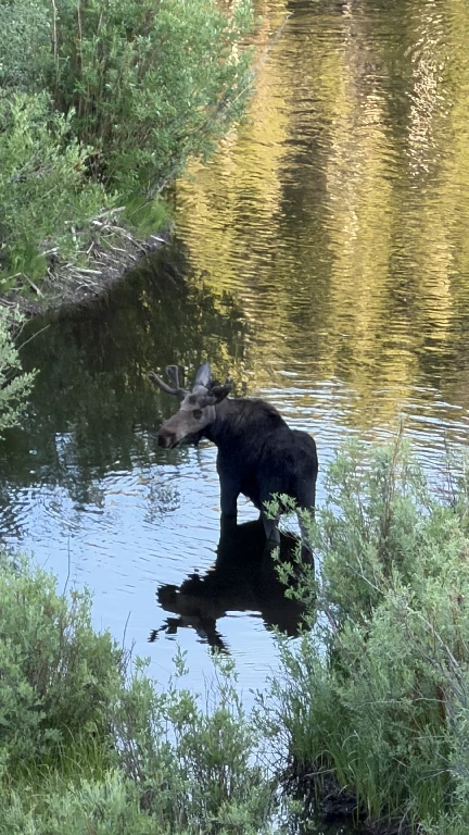 Beaver Meadows in Red Feathers Lake, CO horse camping cover photo