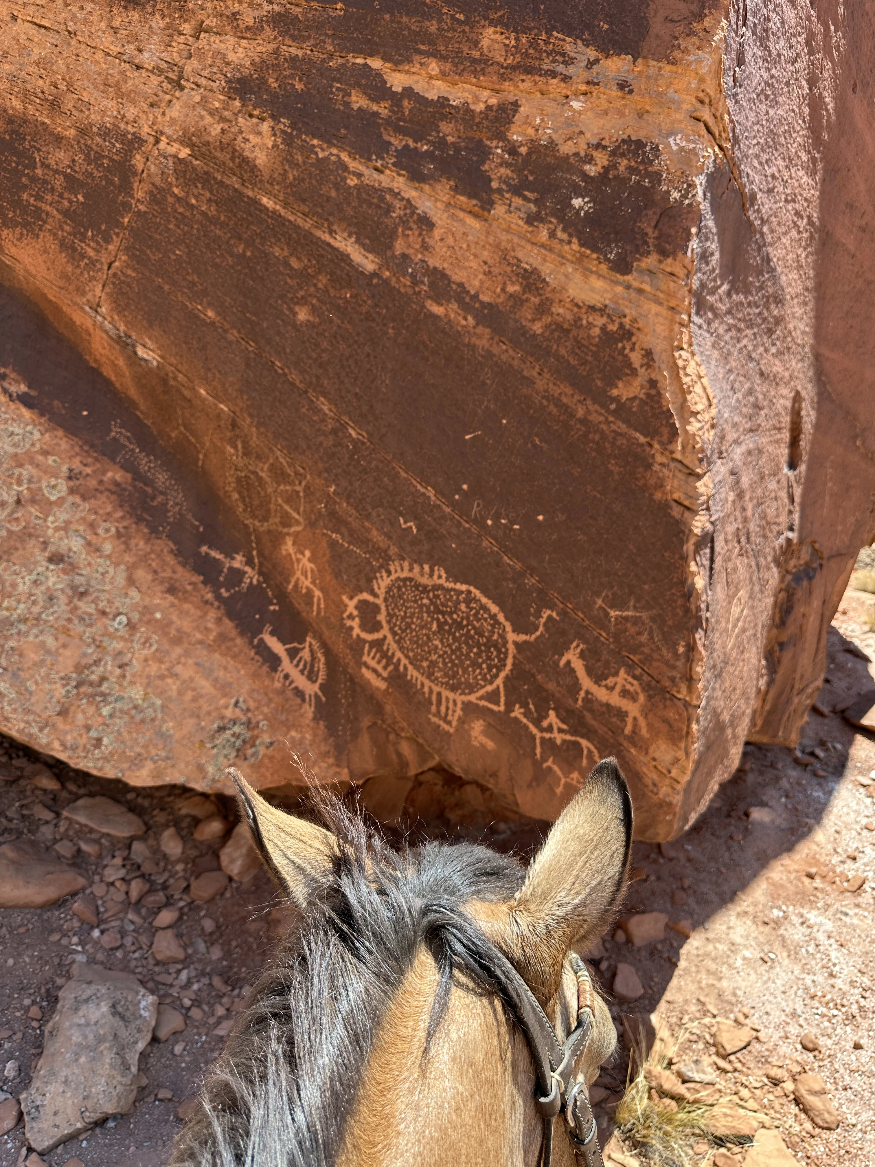 Mesa County Fairgrounds cover